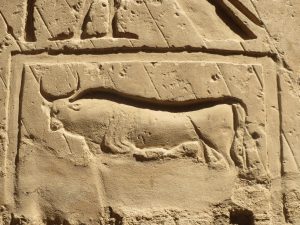 Ancient Cow Xing sign in Egypt