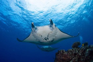 giant manta ray