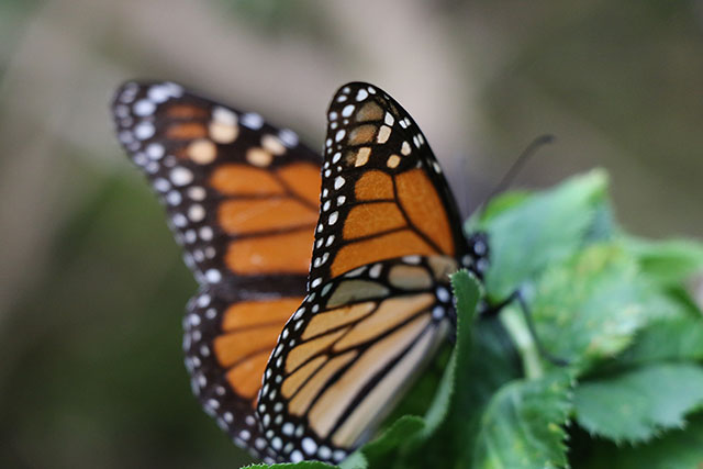 monarch butterfly migration