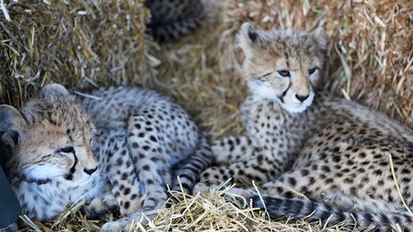 Baby Cheetahs in South Africa