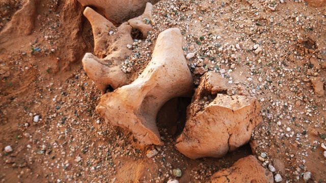 Dinosaur Bone Digging in Mongolia