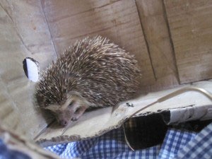 Penny The Hedgehog