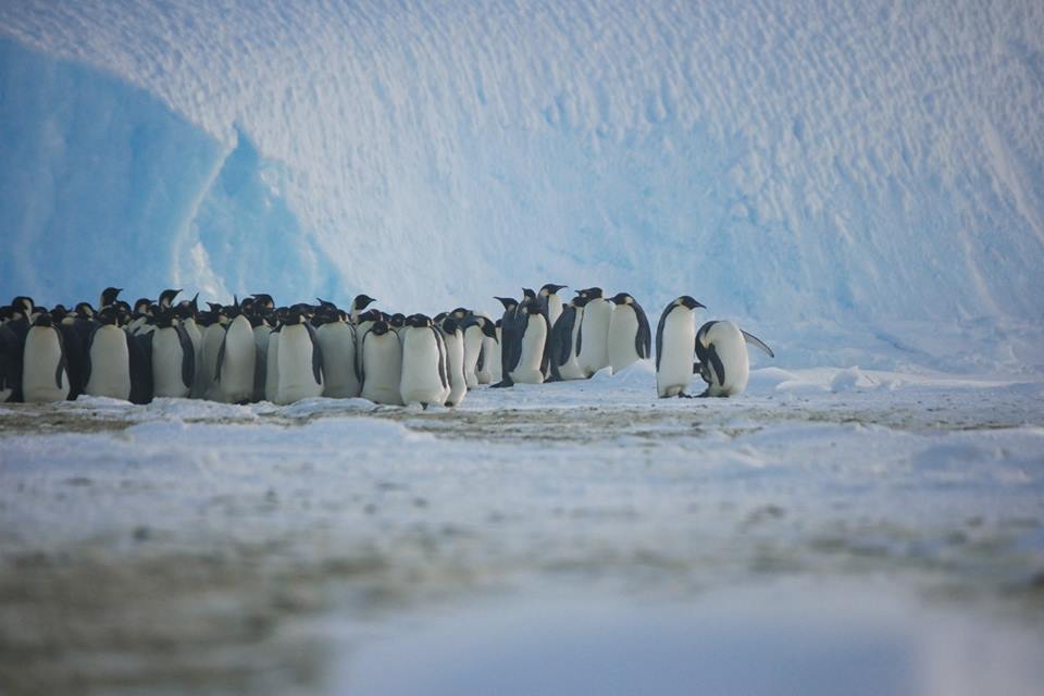 life on antarctica 