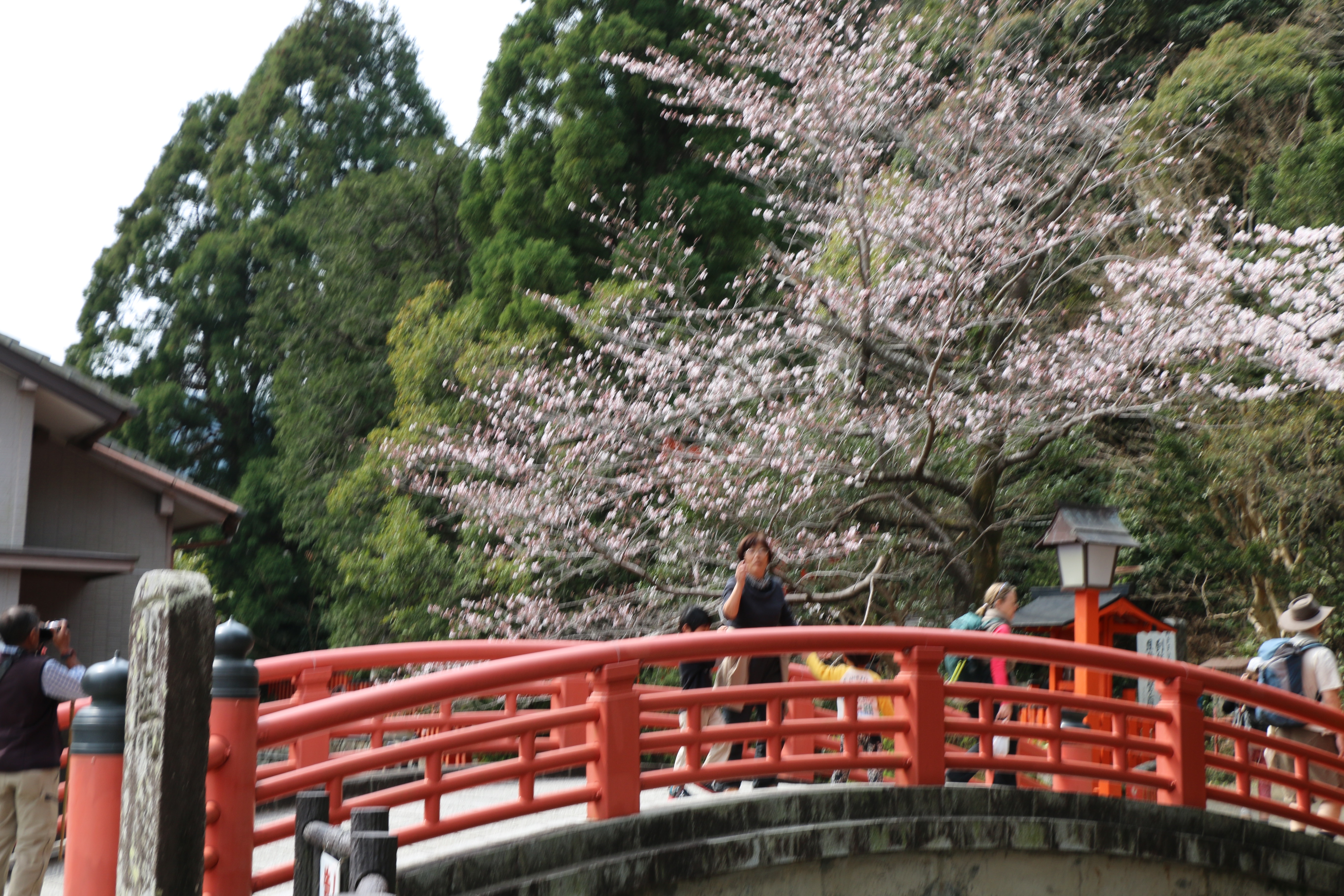 Walk Japan Kumano Kodo 