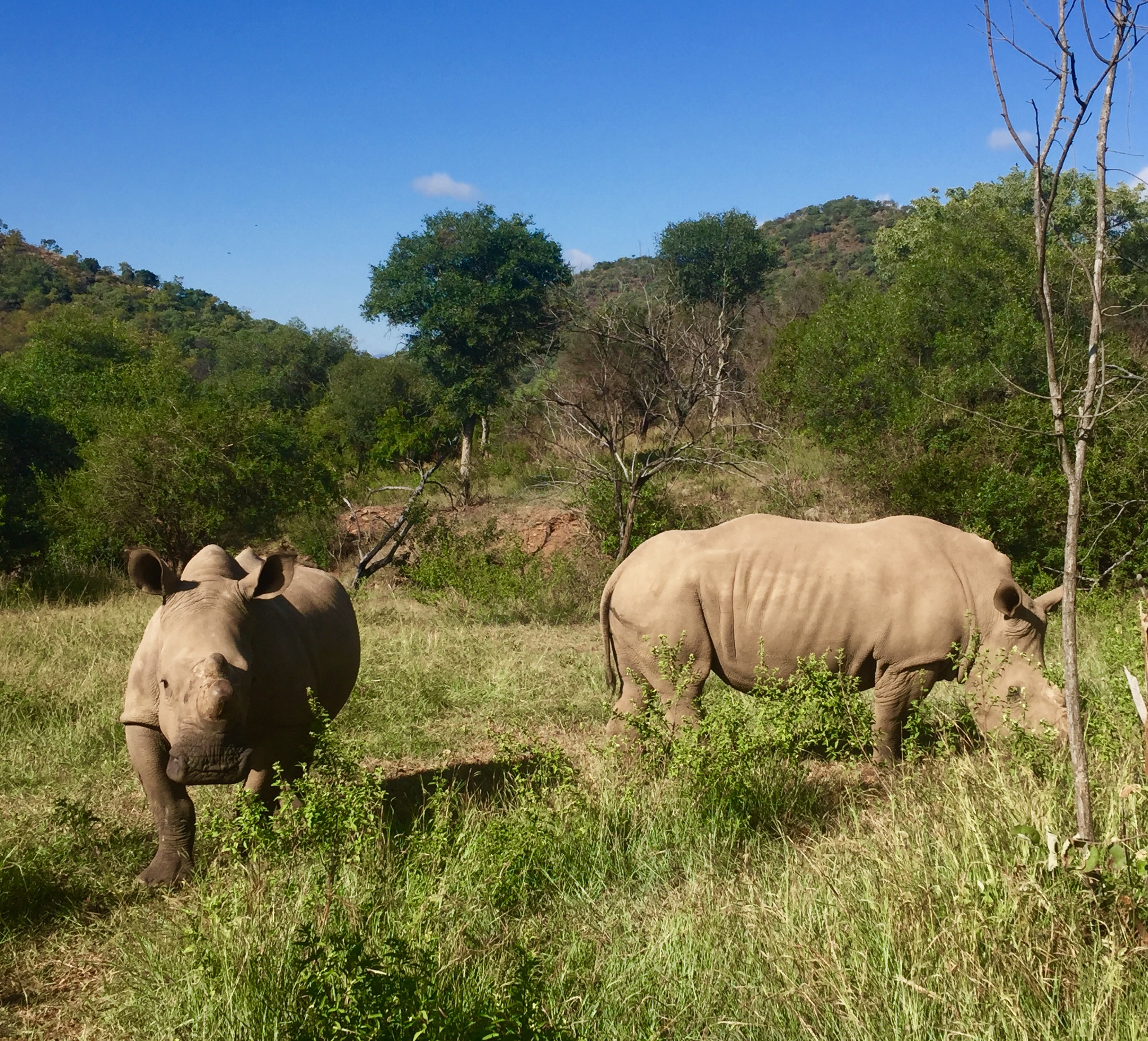 rhino orphanage