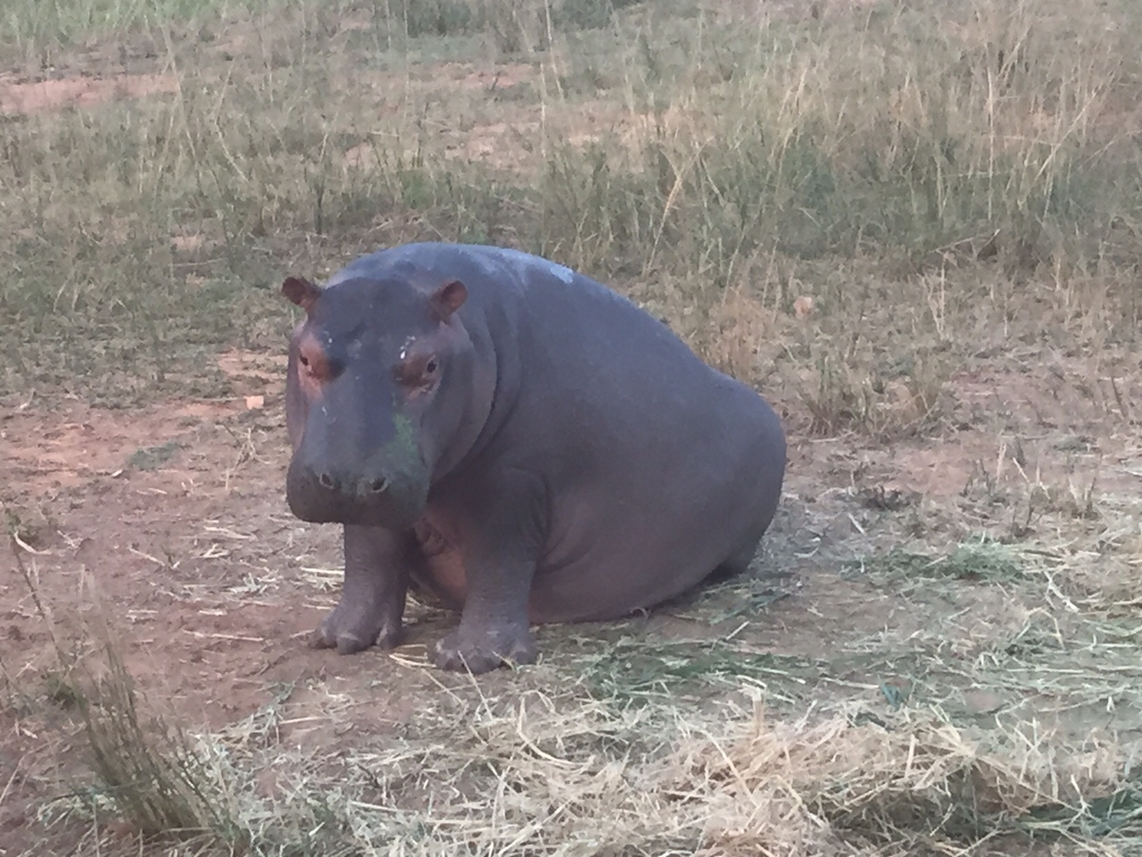 rhino orphanage