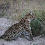 Leopard Zambia Safari