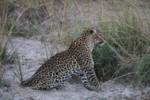 Leopard Zambia Safari