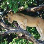 Lioness Zambia Safari