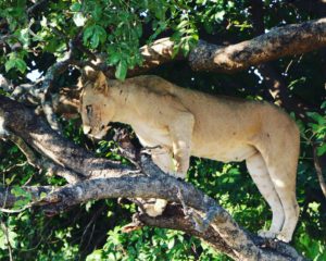 Lioness Zambia Safari