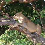 Lion Zambia Safari