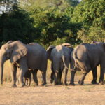 elephants Safari Zambia