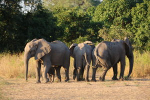 elephants Safari Zambia