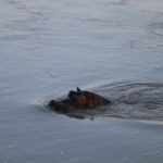 Hippo Safari Zambia