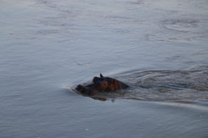 Hippo Safari Zambia