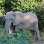 Elephant Zambia Safari