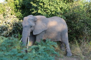 Elephant Zambia Safari