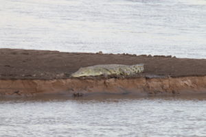 Crocodile Zambia Safari