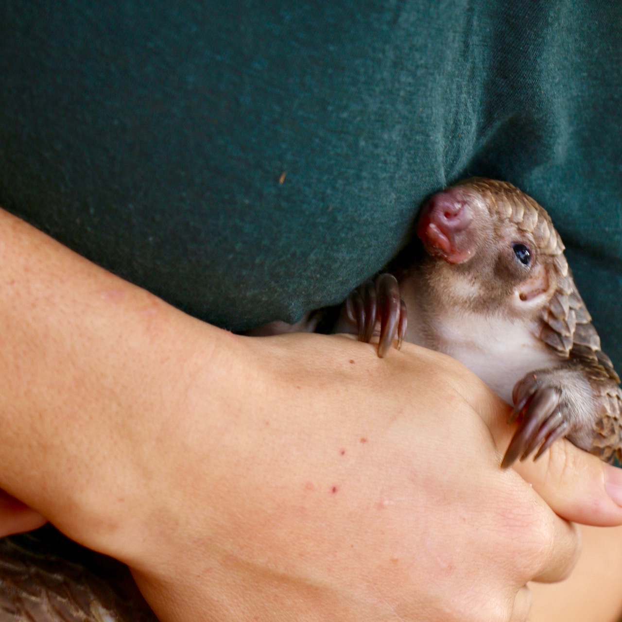 pangolin